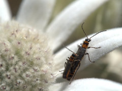 Chauliognathus sydneyanus