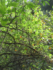 Lonicera pilosa