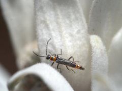 Chauliognathus sydneyanus