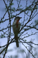 Rhodophoneus cruentus