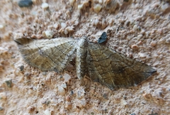 Coenocalpe millierata