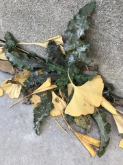 Senecio vulgaris