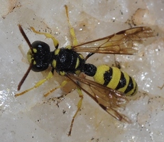 Cerceris sabulosa