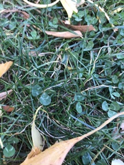 Trifolium repens