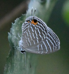 Jamides celeno aelianus