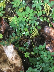 Indigofera spicata image