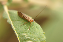 Anabolia nervosa