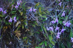 Laelia anceps
