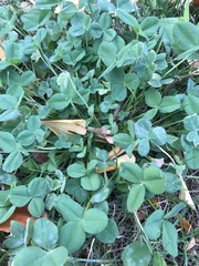 Trifolium repens
