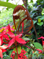 Greta morgane morgane