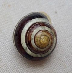 Cepaea hortensis