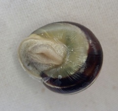 Cepaea hortensis