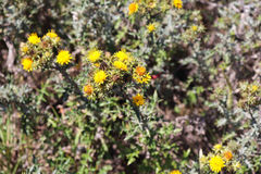 Berkheya heterophylla radiata