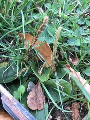 Plantago major