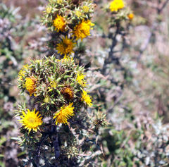 Berkheya heterophylla radiata