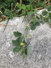 Medicago lupulina