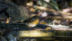 Cyornis sumatrensis