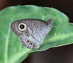 Ypthima horsfieldii humei