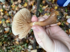 Armillaria novae-zelandiae