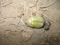 Chrysina orizabae