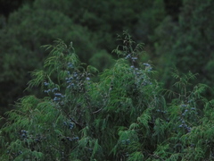 Juniperus flaccida