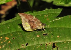 Lieinix nemesis nemesis