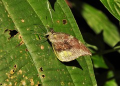 Lieinix nemesis nemesis