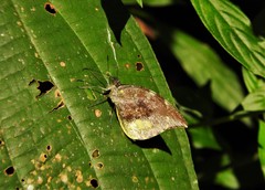 Lieinix nemesis nemesis