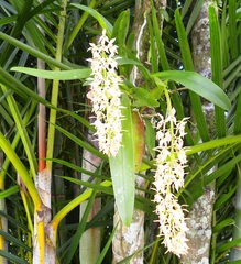 Epidendrum ferrugineum