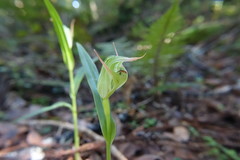 Pterostylis auriculata
