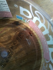 Steatoda grossa