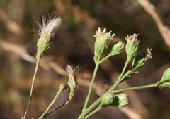 Baccharis malibuensis