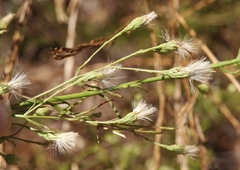 Baccharis malibuensis