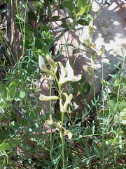Astragalus remotus