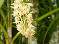 Epidendrum ferrugineum