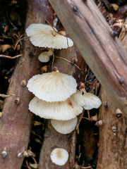 Schizophyllum commune