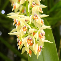 Epidendrum ferrugineum