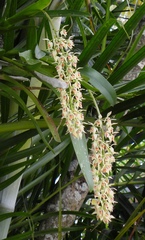 Epidendrum ferrugineum