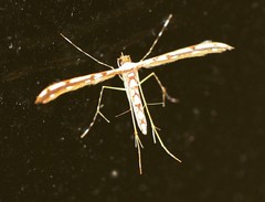 Cosmoclostis aglaodesma