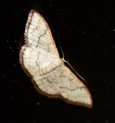 Idaea coercita