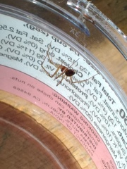 Steatoda grossa