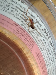Steatoda grossa