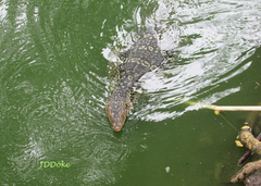 Varanus salvator macromaculatus