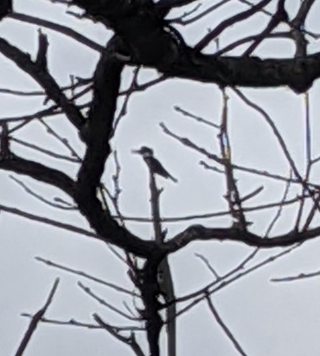 Belted Kingfisher photographed in Indiana