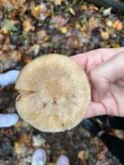 Armillaria novae-zelandiae