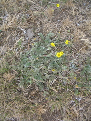 Potentilla candicans