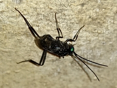 Evania appendigaster