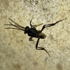 Evania appendigaster