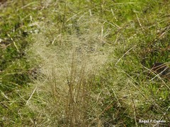 Agrostis delicatula