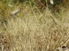Agrostis delicatula